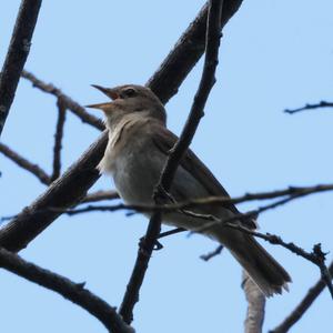 Garden Warbler