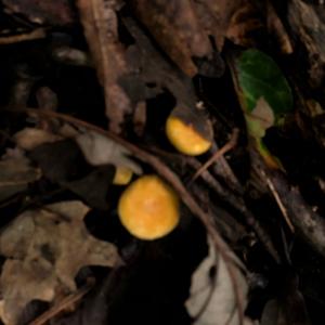 Chanterelle, Common