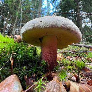 Scarlet-stemmed Bolete