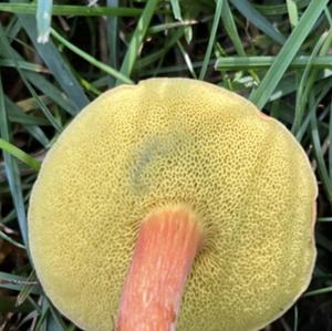 Summer Bolete