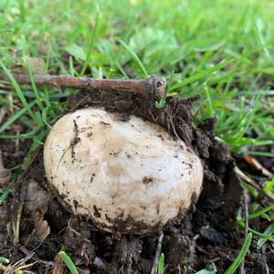 Spring Agaric