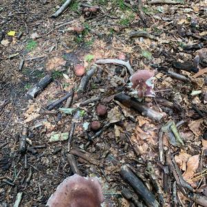 Bare-toothed Russula