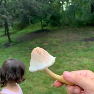 Lepiota magnispora