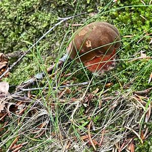 Dotted-stem Bolete