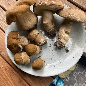 Summer Bolete