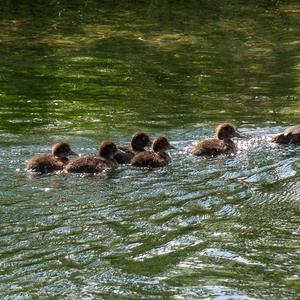 Tufted Duck