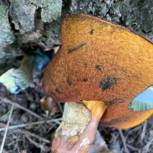 Dotted-stem Bolete