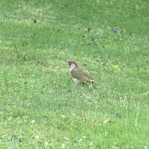 Eurasian Green Woodpecker