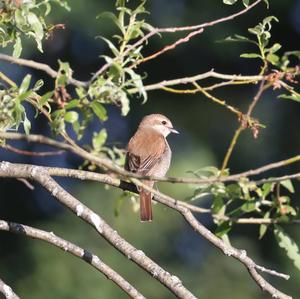 Red-backed Shrike