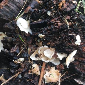 Unknown Species