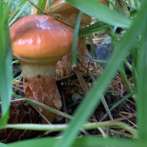 Larch Suillus