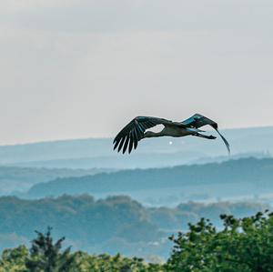 White Stork