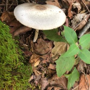 Fawn Mushroom