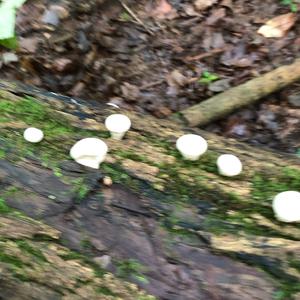 Gem-studded Puffball