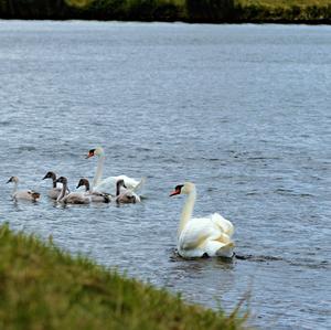 Höckerschwan