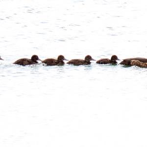 Tufted Duck