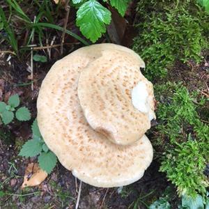 Dryad`s Saddle