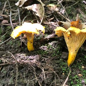 Chanterelle, Common