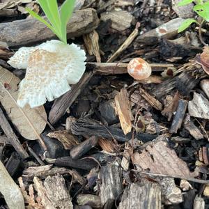 Lepiota magnispora