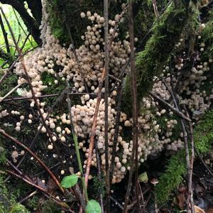 Non-inky Coprinus