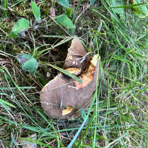 Red-cracked Bolete