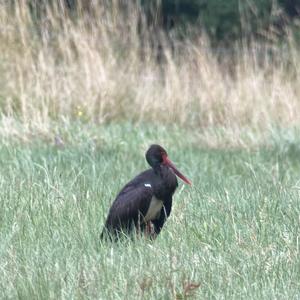 Black Stork