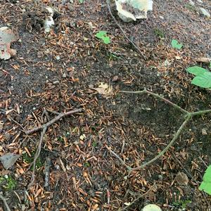 Cracked Green Russula