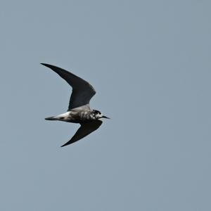 Black Tern