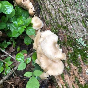 Oyster Mushroom