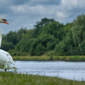 Mute Swan