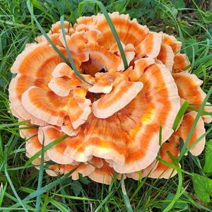 Chicken Mushroom