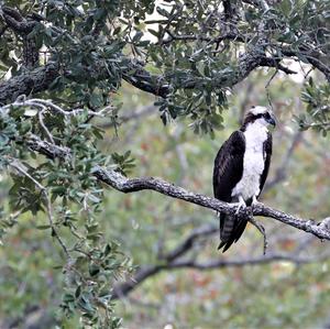 Osprey