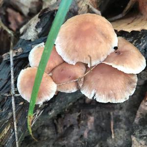 Bleeding Mycena