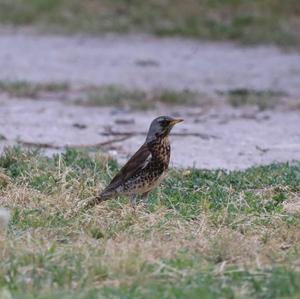 Fieldfare