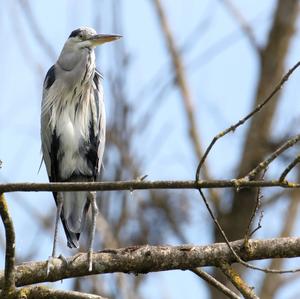 Grey Heron