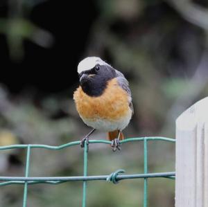 Common Redstart