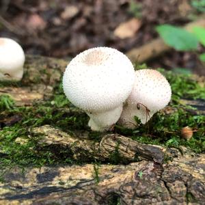 Gem-studded Puffball