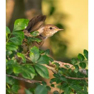 Common Grasshopper-warbler