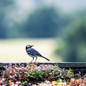 White Wagtail