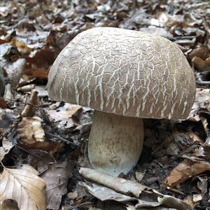 Summer Bolete