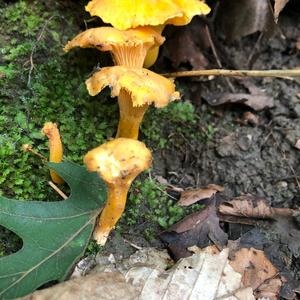 Chanterelle, Common