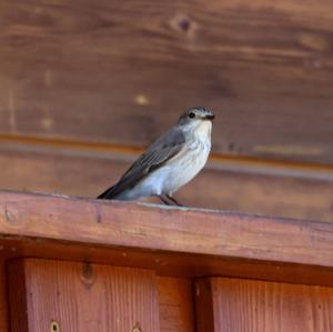 Spotted Flycatcher