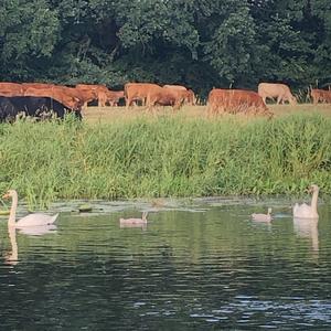 Höckerschwan