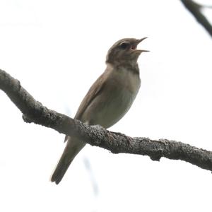 Garden Warbler