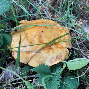 Larch Suillus