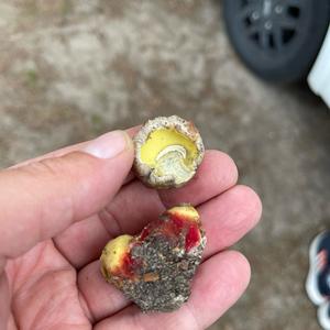 Scarlet-stemmed Bolete