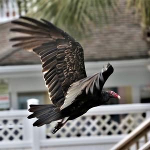 Turkey Vulture