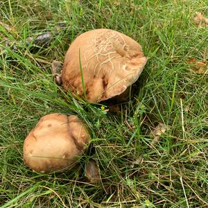 Summer Bolete