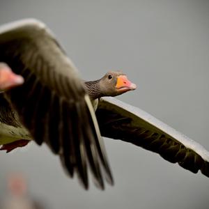 Greylag Goose