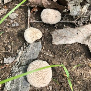 Gem-studded Puffball